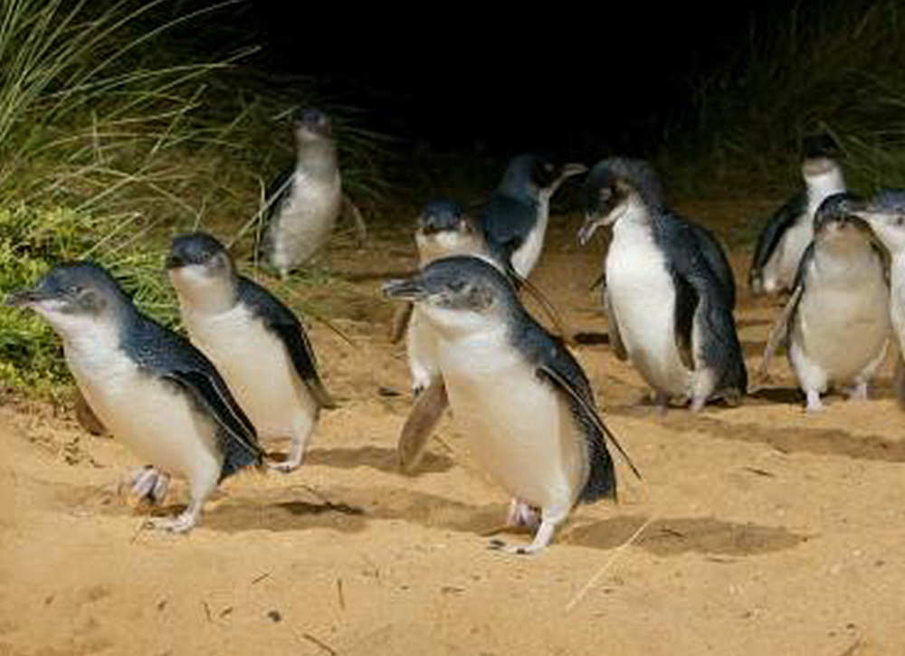 phillip-island Penguin Parade